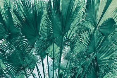 Купить 18 вилка монстера искусственные растения пластиковые тропические листья  пальмы украшения для дома и сада аксессуары фотографии декоративные | Joom