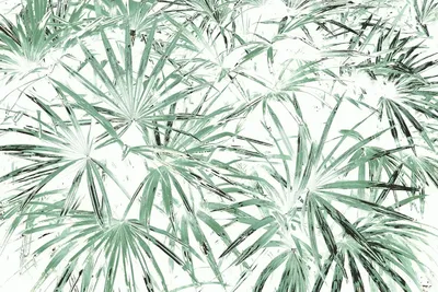 История творчества листьев пальмы Обои Изображение для бесплатной загрузки  - Pngtree