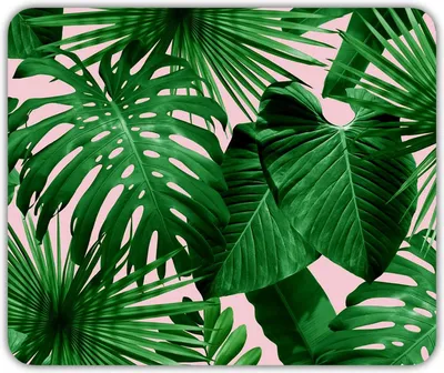 Высушенные листья пальмы, декор для тропической ладони, натуральные листья  для тропического свадебного декора, Декор, 5 шт. | AliExpress