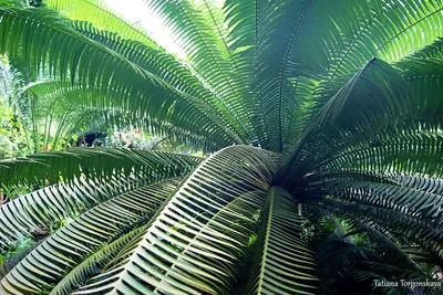 3D Фотообои «Листья пальмы в сдержанных тонах» - купить в Москве, цена в  Интернет-магазине Обои 3D