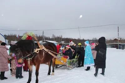 В Новый год - верхом на лошади! - KP.RU