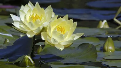 Цветок лотоса на воде » ImagesBase - Обои для рабочего стола