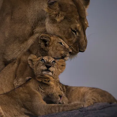Финалисты конкурса Wildlife Photography Awards 2018 | Пикабу