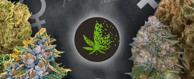 Скачать обои \"Конопля (Cannabis)\" на телефон в высоком качестве,  вертикальные картинки \"Конопля (Cannabis)\" бесплатно