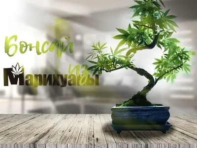 Листья конопли на темном фоне - обои на телефон