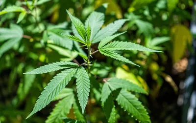 Download \"Marijuana\" wallpapers for mobile phone, free \"Marijuana\" HD  pictures