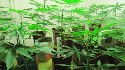 Китай Индивидуальные Очистить США Baggies Марихуана Упаковка Производители  - Оптовая служба - STARRY