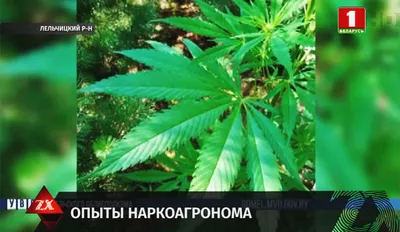 Лечение употребления марихуаны в Новосибирске | РЦ Сильная Личность