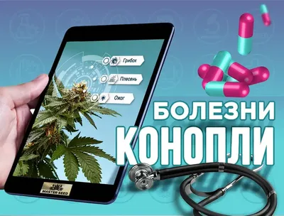 Марихуана: польза и вред марихуаны, как выглядит растение, содержание  наркотика