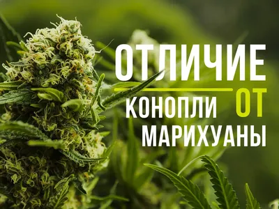 Житель Лельчиц попался на выращивании конопли