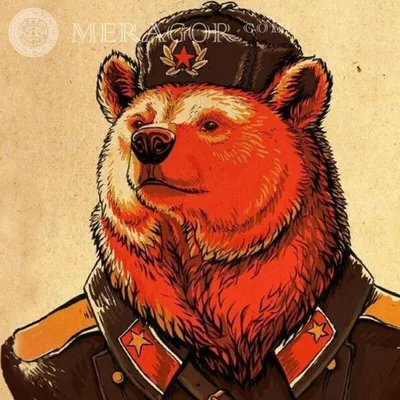 Медведь в тумане - 75 фото