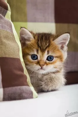 Пин от пользователя jess на доске pfps icon | Котята, Очаровательные котята,  Милые котики
