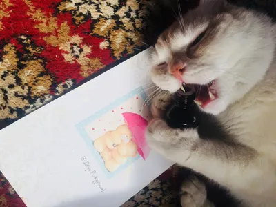 парные аватарки, котейки | Котята, Милые котики, Очаровательные котята