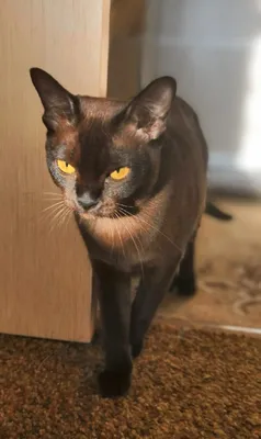имбовые авы с котами｜TikTok Search