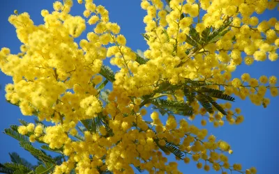 Обои весна, мимоза, spring, mimosa для рабочего стола #85171