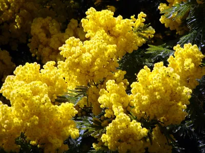 Фотографии Цветы Мимозы