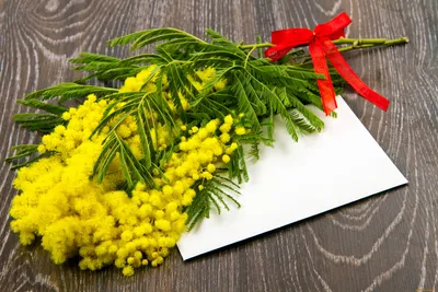 Обои Цветы Мимоза, обои для рабочего стола, фотографии цветы, мимоза, фон,  желтая, открытка, бантик, букет Обои для рабочего стола, скачать обои  картинки заставки на рабочий стол.