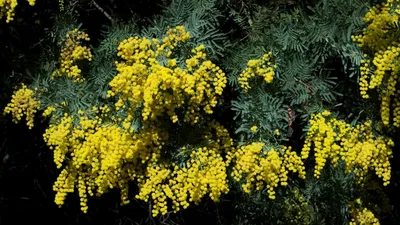 Желтая мимоза » ImagesBase - Обои для рабочего стола
