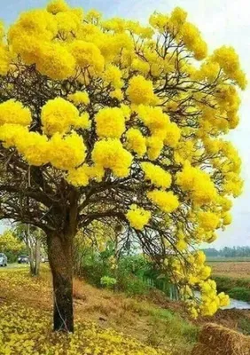 Mimosa Widescreen Wallpapers 17468 - Baltana