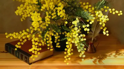 Мимоза дерево (109 фото) - 109 фото