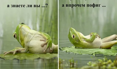 Мармеладные глаза «Мне пофиг», 30 г (2 шт. х 15 г). купить, отзывы, фото,  доставка - СПКубани | Совместные покупки Краснодар, Анапа, Новороссийск, Соч