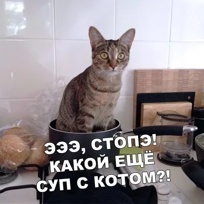 Пофиг, поехали! | Пикабу