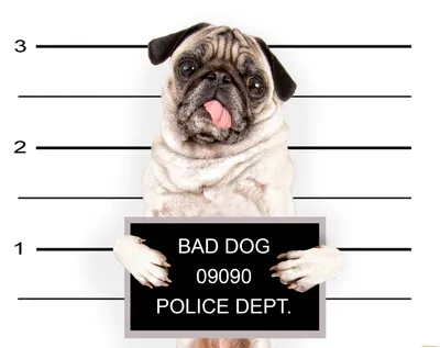 Фон рабочего стола где видно saddest pug dog, грустная собака, мопс, пол,  домашние животные