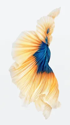 Apple iPhone 6S Photos
