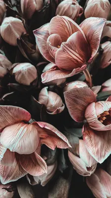 Обои на телефон | Flower iphone wallpaper, Vintage flowers wallpaper, Pink  flowers wallpaper