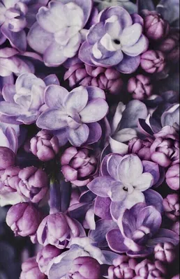 Обои Букет цветов, роз, ягод 750x1334 iPhone 8/7/6/6S Изображение