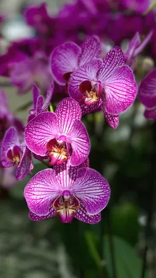 Обои на телефон | Aesthetic iphone wallpaper, Flower aesthetic, Beautiful  flowers wallpapers