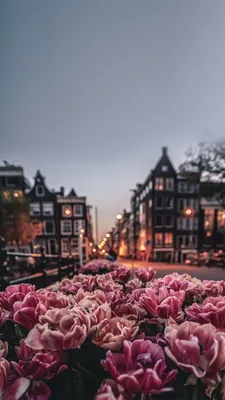 Flowers wallpapers phone iPhone | Beautiful flowers wallpapers, Amsterdam  wallpaper, Flower phone wallpaper