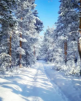 Лес зимний иллюстрация - 35 фото