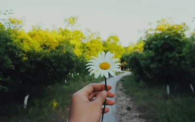 Ромашки 🌼 в 2023 г | Ромашки