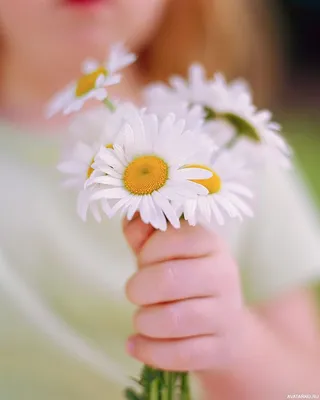 Цветы, #Руки, #Ромашки, #аватары, #картинки, #фото, #авы,  https://avatarko.ru/kartinka/14177 | Gentilezza, Bellezza, Fiori