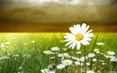 Цветы, #Природа, #Ромашки, #аватары, #картинки, #фото, #авы,  https://avatarko.ru/kartinka/305 | Ромашки, Природа, Цветы
