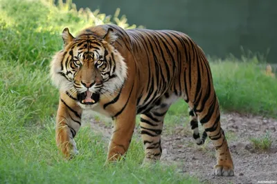 Тигры, тигрицы и тигрята - фото и обои, tigers wallpapers