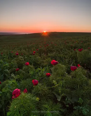 ДИКИЕ ПИОНЫ. Фотограф Арсен Алабердов