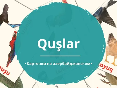 Кавказский Узел | Cетевой искусственный интеллект угрожает нашему интеллекту