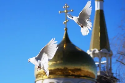 Благовещение Пресвятой Богородицы купить в церковной лавке Данилова  монастыря
