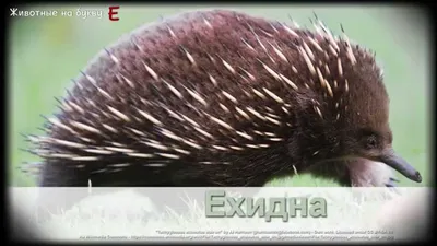 РАЗВИТИЕ РЕБЕНКА: Буквы Е - Ё