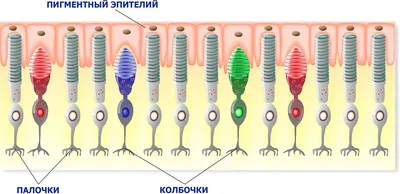 Дальтонизм - как видят дальтоники и какие цвета не различают