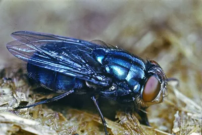 Optical illusions explained in a fly's eyes | YaleNews