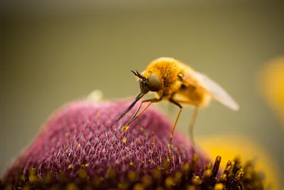 The 10 Most Common Fruit Fly Questions Answered
