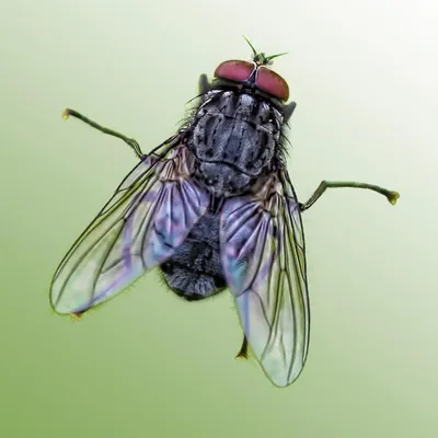 New solar cell inspired by insect eyes | Stanford News