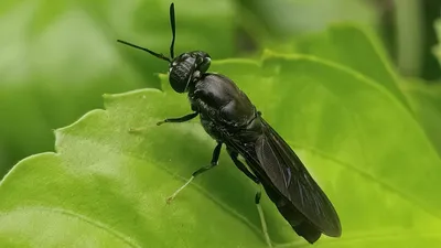 The 10 Most Common Types of Flies in the U.S. | Family Handyman