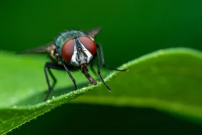 Black Soldier Fly Composting Guide