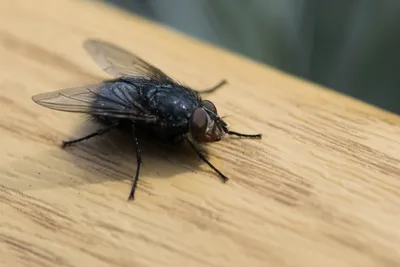 Cluster fly - Wikipedia