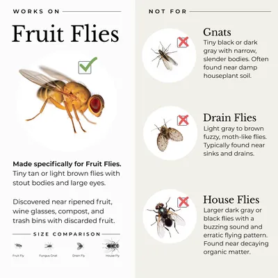 Fruit Fly Trap for Home + Kitchen – Wondercide
