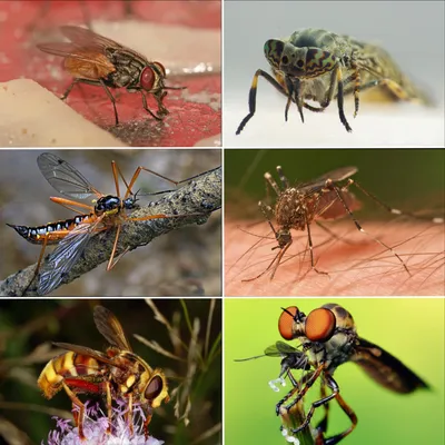 Hate flies in the summer? Here's why you should love them. - Vox